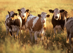 10201-cows-in-a-field-pv