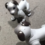 Two Sony robot puppies look at each other